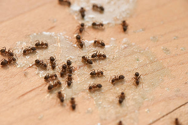 Best Ant Control Services  in Eddington, PA